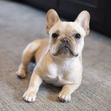 Alfie The French Bulldog Cute French Bulldog French Bulldog Puppies Bulldog