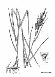 Image result for Panicum repens