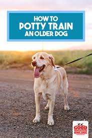 How To Potty Train An Older Dog If Your Dog Is Peeing Inside The House Or Peeing On The Carpet It Might Be Dog Training Dog Biting Training Training Your Dog