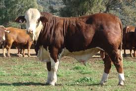 Braford Cattle Google Search Braford Cattle Beef Cattle Cattle