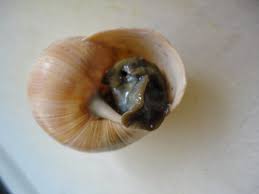 Check out our escargot shells selection for the very best in unique or custom, handmade pieces from our dining & serving shops. Escargot Tales From The Farm