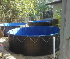 Tahapan Budidaya Ikan Lele Dengan Kolam Terpal Ikan Mas Kolam Ikan
