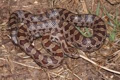 Common Snakes Identification Guide For The Houston Area