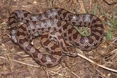 common snakes identification guide for the houston area