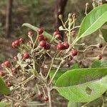 Image result for Psorospermum febrifugum