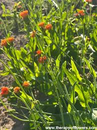 Image result for Emilia juncea