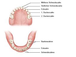 Wann wachsen bei einem baby die ersten zähne? Wie Funktioniert Das Gebiss Gesundheitsinformation De