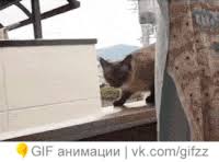 Sammlung von juergen ripsch • zuletzt aktualisiert: Lustig Gifs Get The Best Gif On Gifer