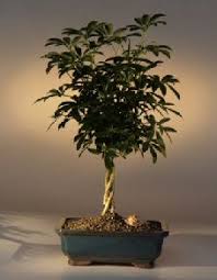 So, choosing the best bonsai tree for your home is important. 10 Best Bonsai Trees For Beginners Relaxation Awaits Seeds And Spades