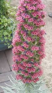 Image result for Rhaptopetalum roseum