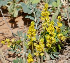 Image result for Senna italica