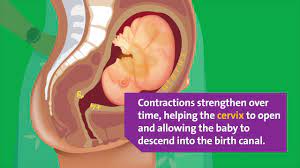 What Happens During Labor Contractions Youtube