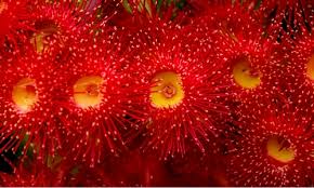 7 Remarkable Facts About Eucalyptus Trees By Ambient Building Products