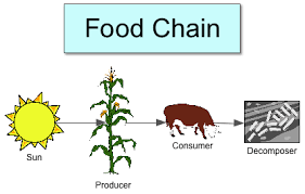 Hi friends, welcome to my channel mnsb inward. How To Draw A Food Web Step By Step Drawing For Kids