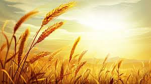 Golden Wheat Field Sunset Psd Material Wheat Fields Background Images Background Templates