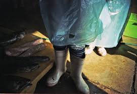 Fresh fishes are brought to the harbour for the general public. Hout Bay Fish Market Cape Town Lomography