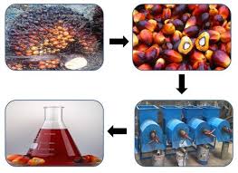 Our Company Is Professional In Manufacturing Palm Oil Mill Plant For Years We Can Offer The Full Palm Oil Production Line And Tu Palm Oil Palm Kernel Oil Oils