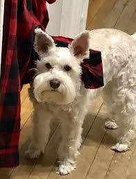 Milo “helping” fold laundry... show me your helpers 🤣❤️