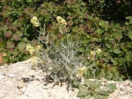 Image result for Argyrolobium rupestre