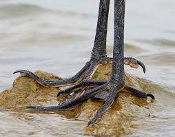 White Bird With Blue Feet Great Blue Heron The Feet Blue Heron Heron Grey Heron