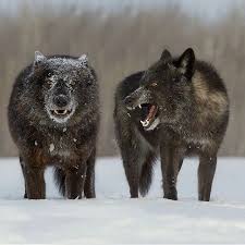 Pin On Natures Violence