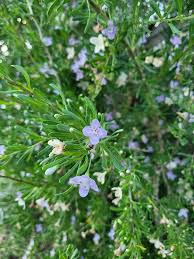 Image result for Ocimum fimbriatum
