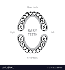 Baby Tooth Chart Baby Mouth Primary Teeth