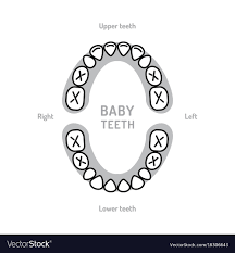 baby tooth chart baby mouth primary teeth