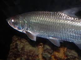 Aquarium Fish The Eyes Have It A Review Of Eye Health In Aquarium Fishes Reefs Com