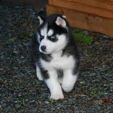 Pin By Jessica On Siberian Husky Husky Puppies For Sale Husky Puppy Siberian Husky Puppies