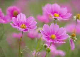 Pin On Amazing Nature Flowers