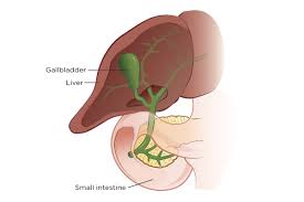 Image result for Gall Bladder