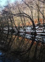 The forest covers an area of 42 ha (100 acres) and has been under various degrees of protection. Green Getaway Belgrade Forest