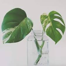 First, figure out whether or not the plant can even survive in your space: Variegated Monstera Deliciosa Care And Propagation Plantophiles