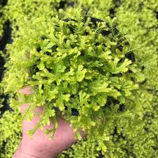 Image result for Selaginella kraussiana