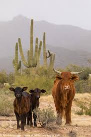 Cows, Tortolita Mountains, Tucson, Arizona. - Photo Blog - Niebrugge Images