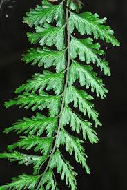 Image result for Vandenboschia gigantea