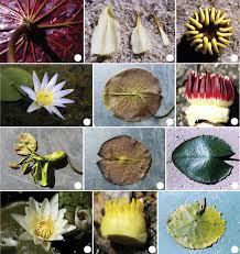 Image result for Nymphaea