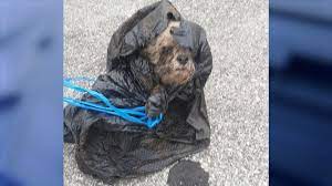 Bone-chilling': Florida man stuffs dog into trash bag, flings it in dumpster after owners die, sheriff says | FOX 35 Orlando