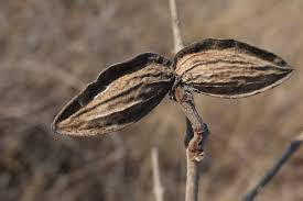 Image result for Nesogenes madagascariensis