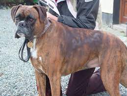 Molly A Four Year Old Female Boxer Who Had Bald Patches Along Both Sides Of Her Back Pete The Vet