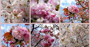 Spring flowering trees in colorado. Mille Fiori Favoriti The Flowering Crabapple Capital Of Colorado