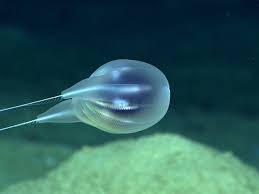 Maybe you would like to learn more about one of these? Scientists Identify Deep Sea Blob As New Species Using Only Video Marine Life The Guardian