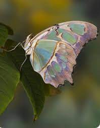 Pin By Araceli Antonio Aguilera Santa On Mariposas Beautiful Butterflies Beautiful Bugs Birds Butterflies