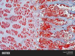 *blood vessels *nerves *loose connective tissue.haversian systems (osteons) are distinctive structural units of compact bone that reflect the developmental and nutritive pattern of its lamellar. Cross Section Human Image Photo Free Trial Bigstock