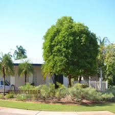 Image result for Mimusops elengi