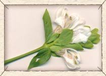 Image result for Justicia tenella