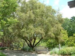 You realize that trees require more water as they get older and larger. Low Maintenance Trees
