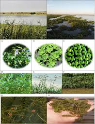 Image result for Ceratophyllaceae
