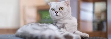 Scottish Fold Cat Breed - Facts and Personality Traits ...